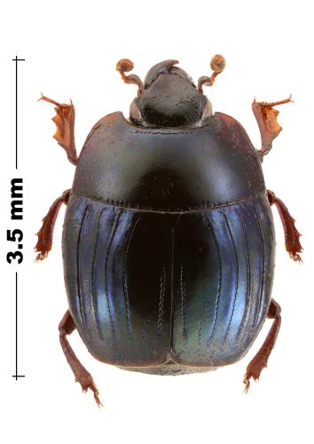 Platysomatinus diversicollis